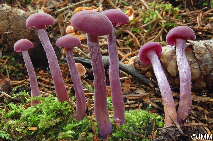 Laccaria amethystina