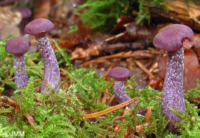 Laccaria amethystina