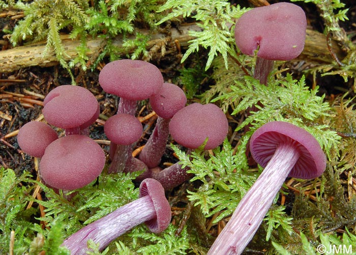 Laccaria amethystina