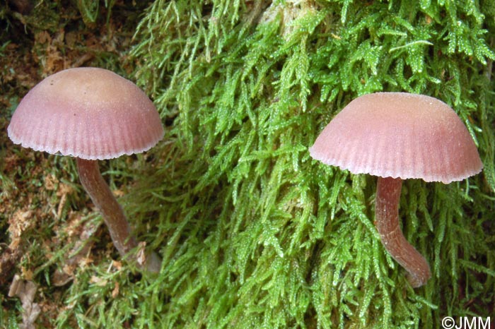 Laccaria amethystina