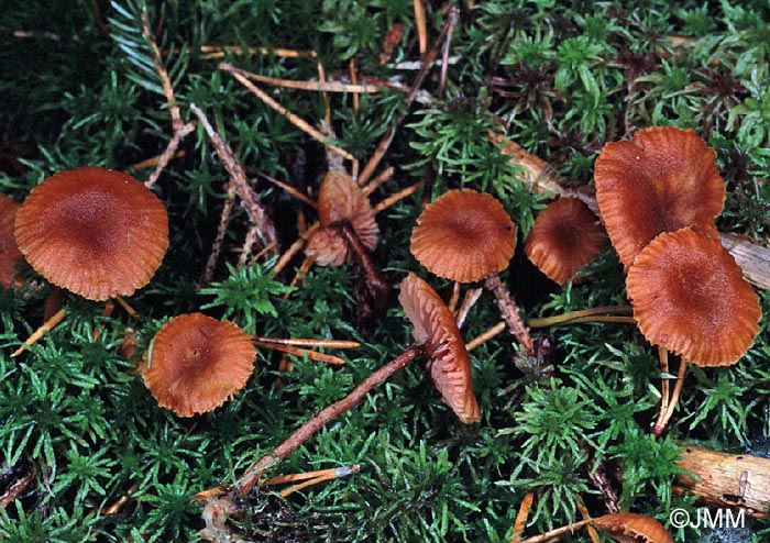 Laccaria affinis var. anglica = Laccaria anglica