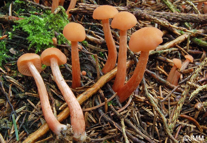 Laccaria laccata