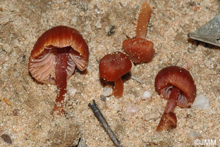 Laccaria lateritia