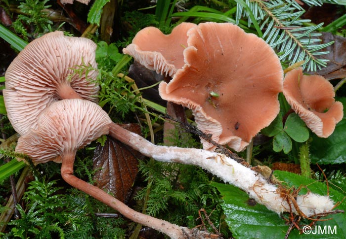 Laccaria proxima = Laccaria laccata var. moelleri