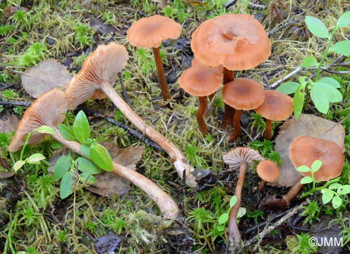 Laccaria proxima = Laccaria laccata var. moelleri