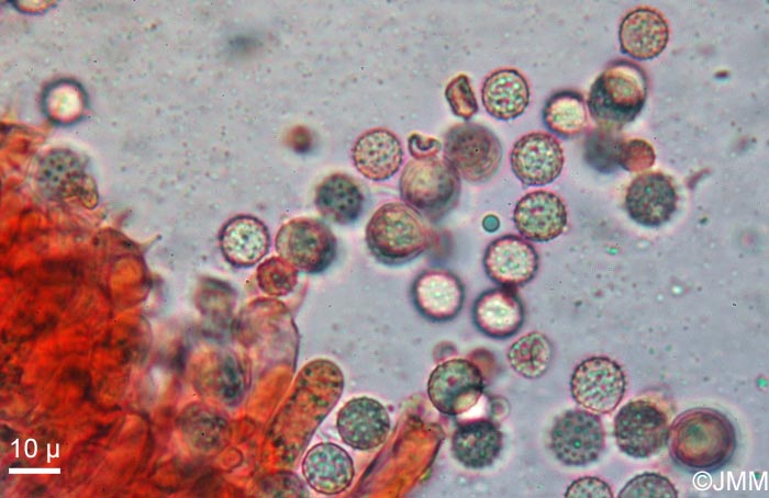 Laccaria proxima : microscopie