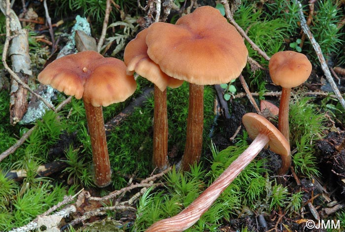 Laccaria proxima = Laccaria laccata var. moelleri