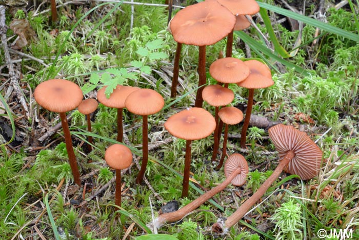 Laccaria proxima = Laccaria laccata var. moelleri