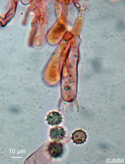 Laccaria proxima : microscopie