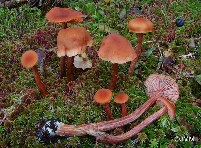 Laccaria proxima = Laccaria laccata var. moelleri