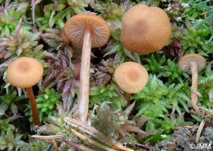 Laccaria pumila