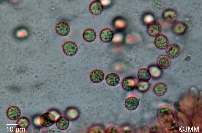 Laccaria pumila : spores