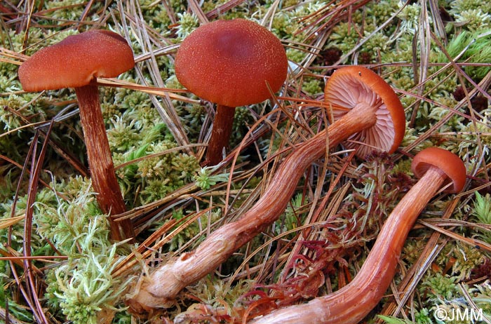 Laccaria purpureobadia