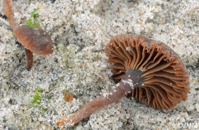 Xerula mediterranea = Laccariopsis mediterranea