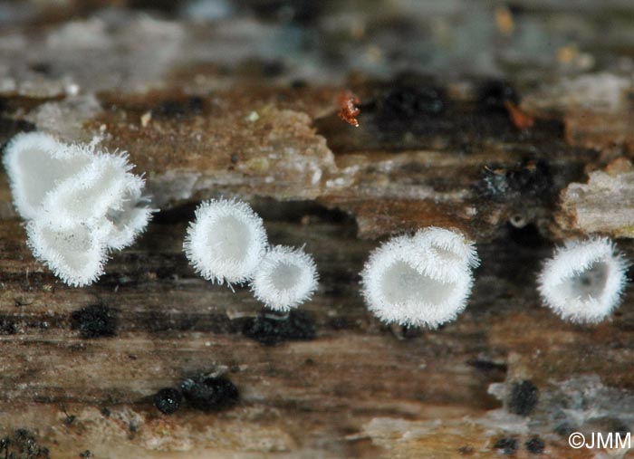 Lachnella villosa = Calyptella villosa