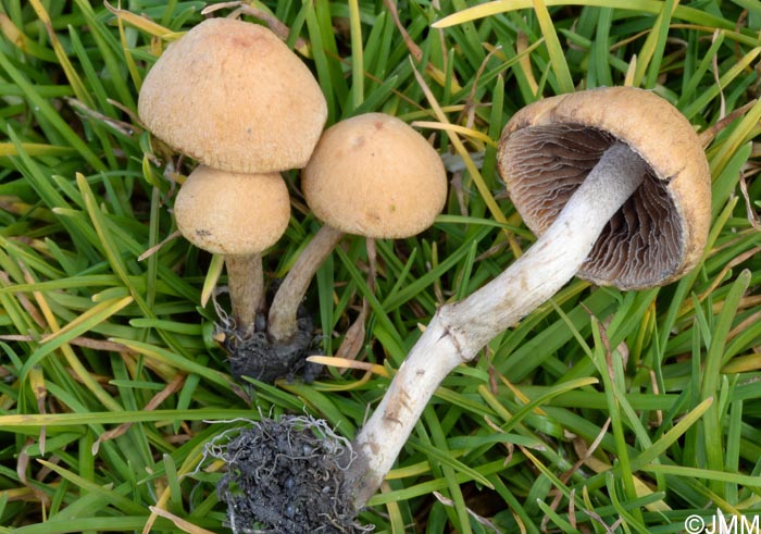 Lacrymaria glareosa = Psathyrella glareosa