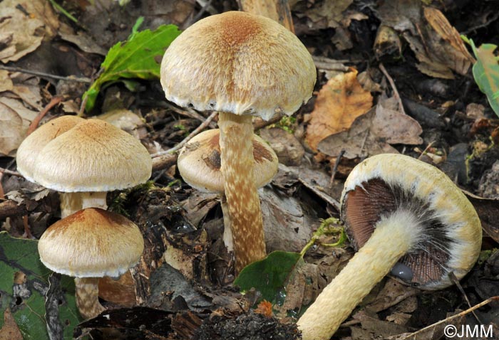 Lacrymaria lacrymabunda = Lacrymaria velutina = Psathyrella lacrymabunda