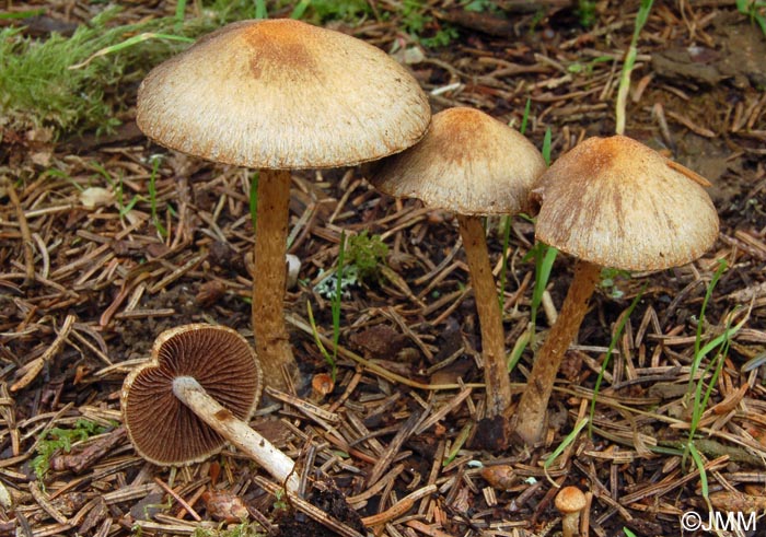 Lacrymaria pyrotricha = Psathyrella pyrotricha