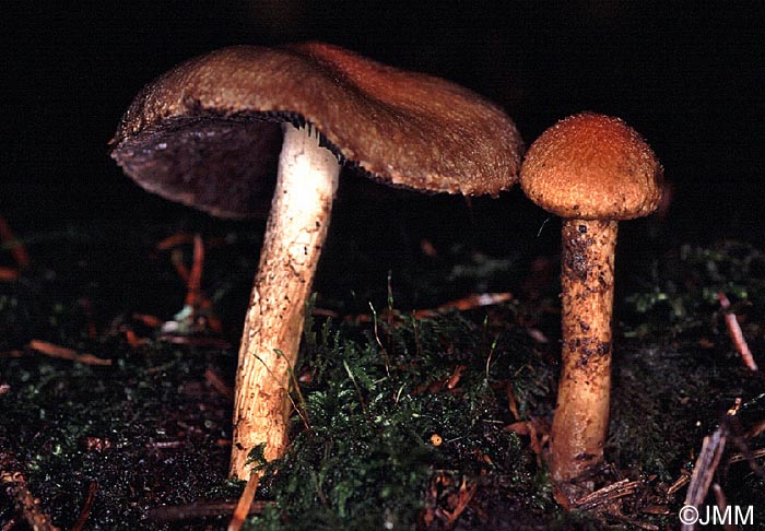 Lacrymaria pyrotricha = Psathyrella pyrotricha