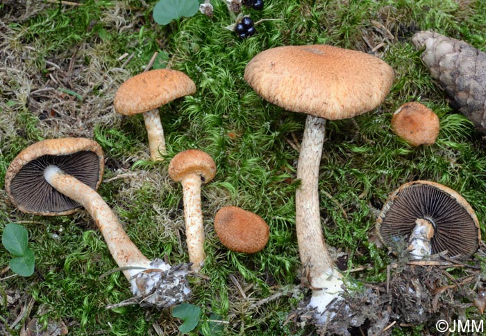 Lacrymaria pyrotricha = Psathyrella pyrotricha