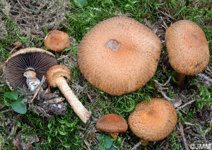 Lacrymaria pyrotricha = Psathyrella pyrotricha