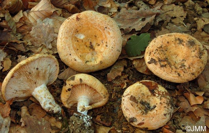 Lactarius acerrimus