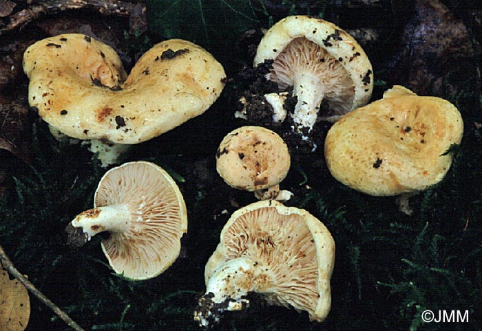 Lactarius acerrimus