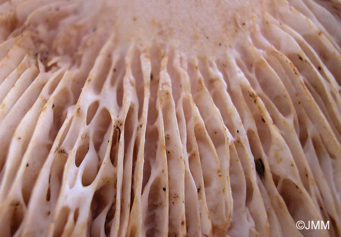 Lactarius acerrimus : lames anastomosées