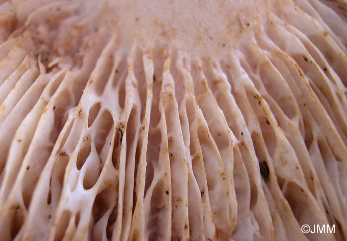 Lactarius acerrimus : lames anastomoses