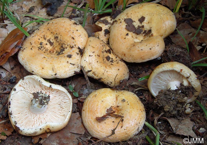 Lactarius acerrimus