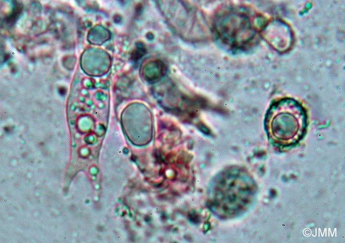Lactarius acerrimus : spores et baside bisporique