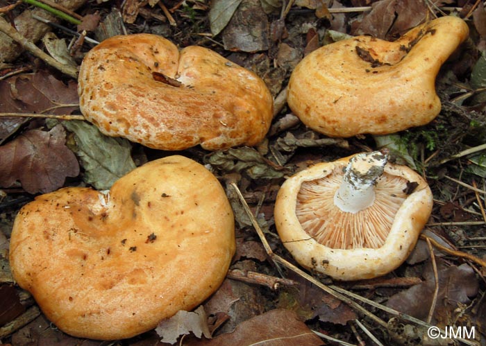 Lactarius acerrimus