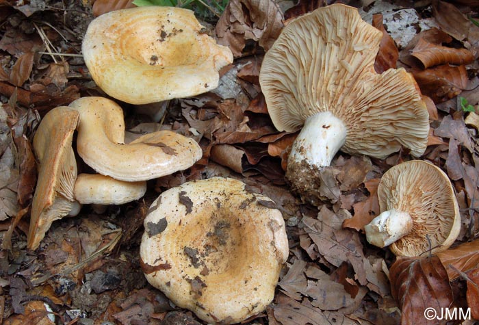 Lactarius acerrimus