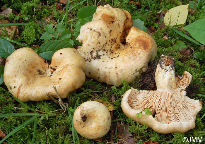 Lactarius acerrimus