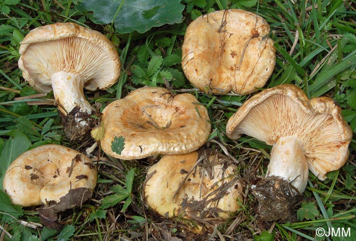 Lactarius acerrimus f. scrobipileus