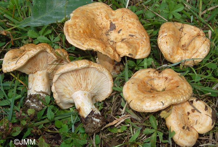 Lactarius acerrimus f. scrobipileus