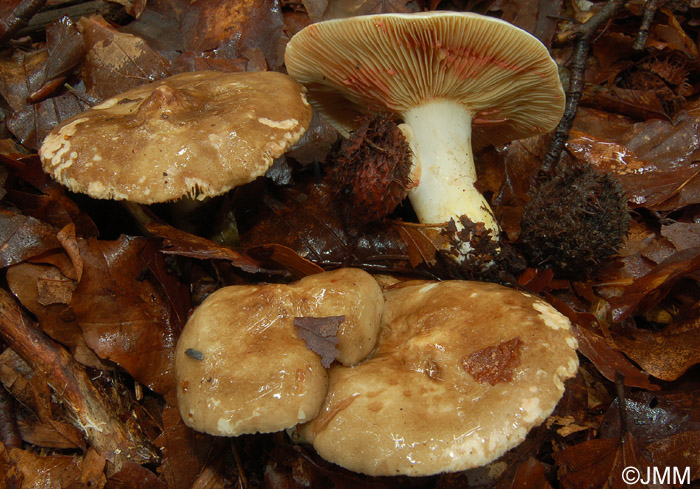 Lactarius acris