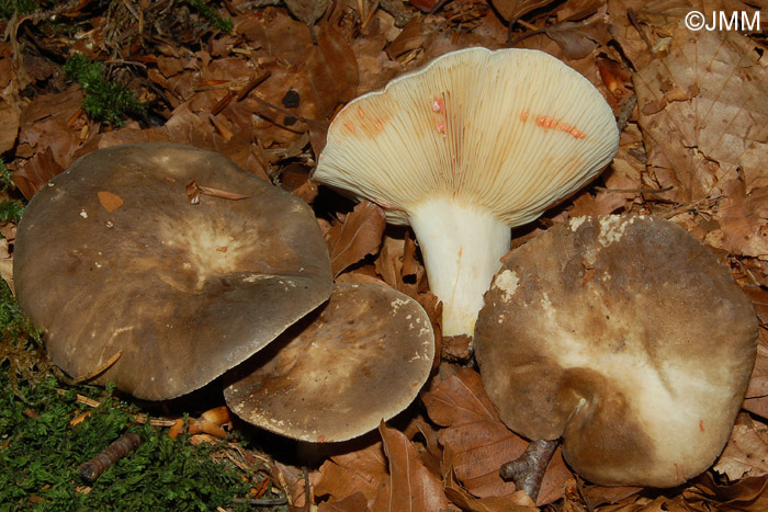 Lactarius acris