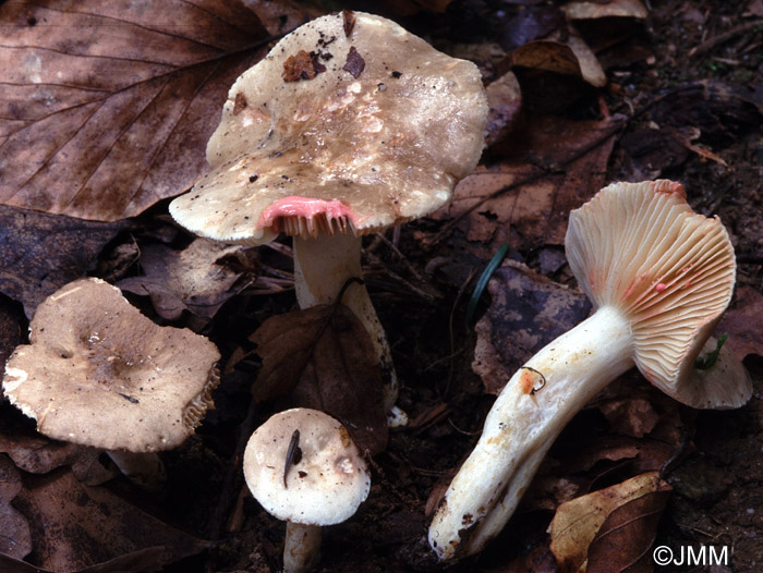 Lactarius acris 