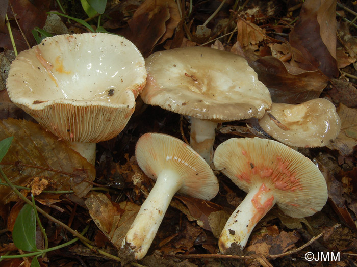 Lactarius acris