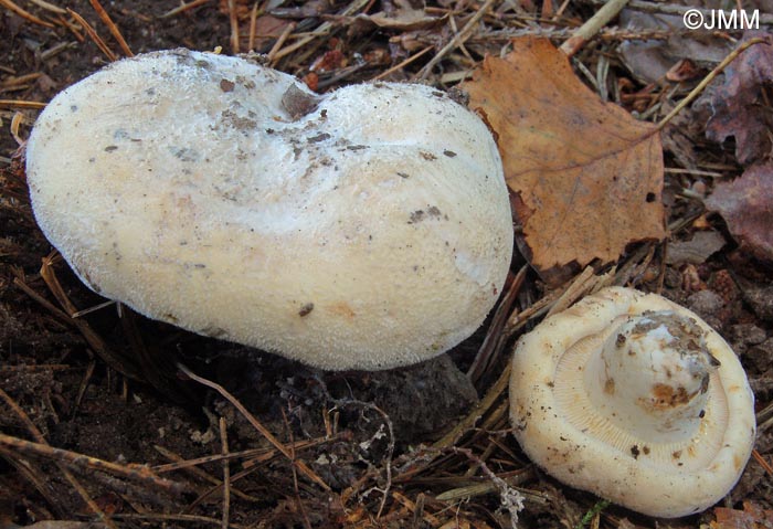 Lactarius albivellus = Lactifluus albivellus