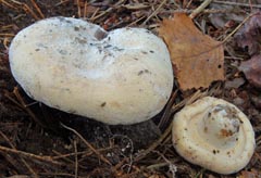 Lactarius albivellus = Lactifluus albivellus