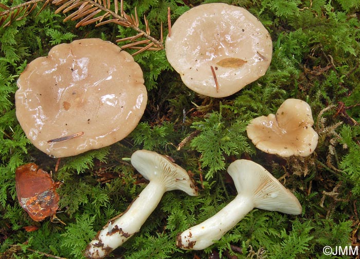 Lactarius albocarneus