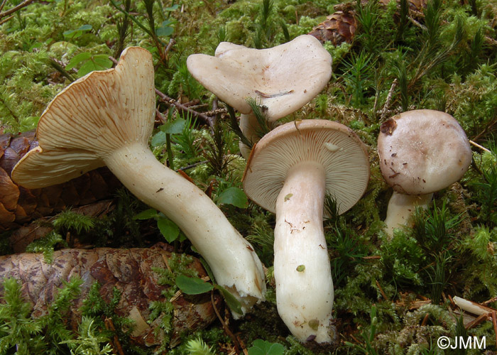 Lactarius albocarneus