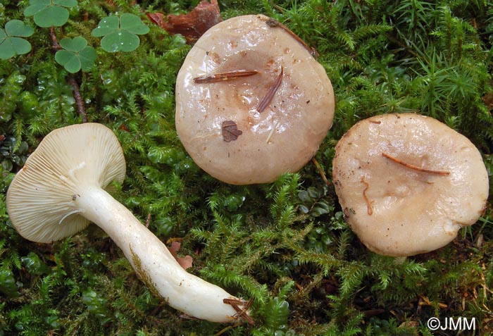 Lactarius albocarneus