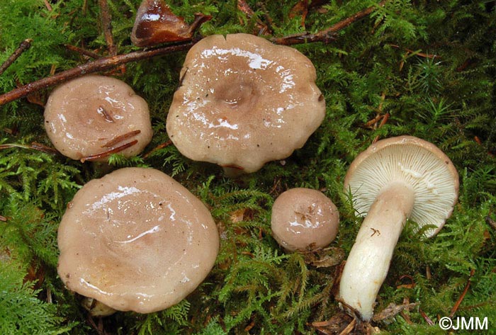 Lactarius albocarneus