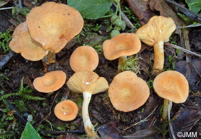 Lactarius alpinus