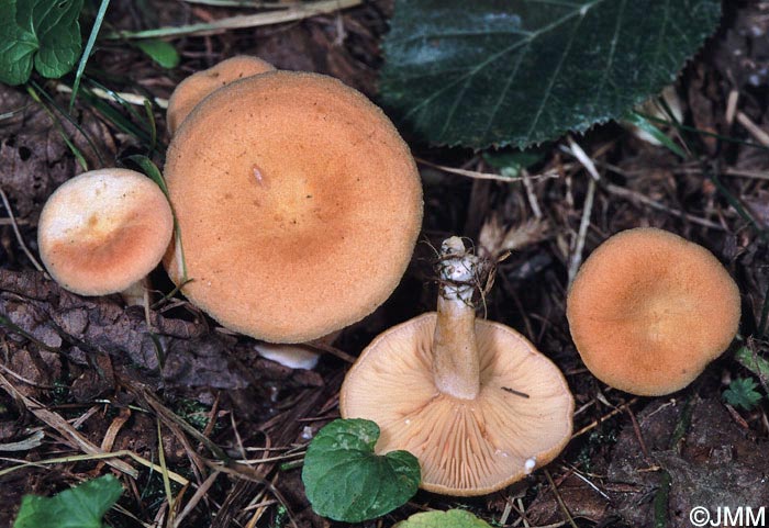 Lactarius alpinus