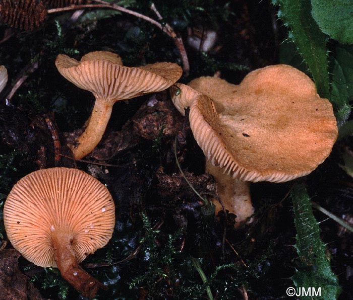 Lactarius alpinus