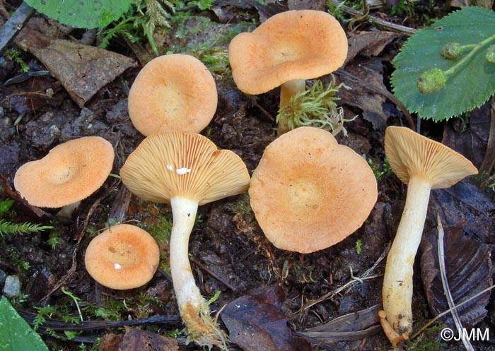 Lactarius alpinus